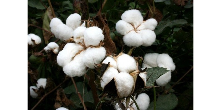 Cotton is not equal to cotton